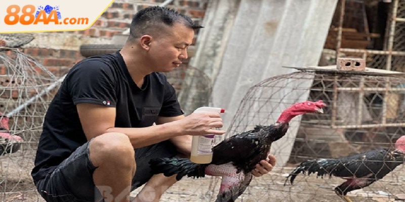 Áp dụng cách chăm sóc trước và sau thi đấu để chiến kê đạt phong độ đỉnh cao