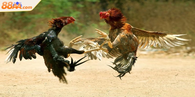 Thời gian mỗi trận đấu phụ thuộc vào nhiều yếu tố khác nhau